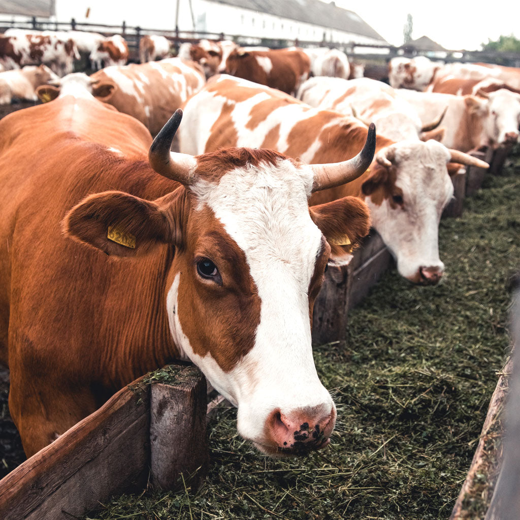 Imagen de ganado como concepto de la industria de agro y veterinaria.